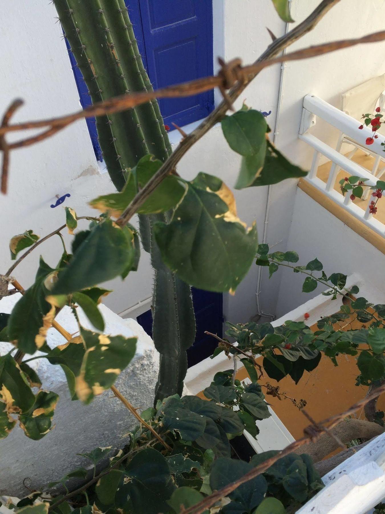 เลฟเตริส Hotel Mykonos Town ภายนอก รูปภาพ
